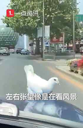 大连鸽子搭顺风车看风景