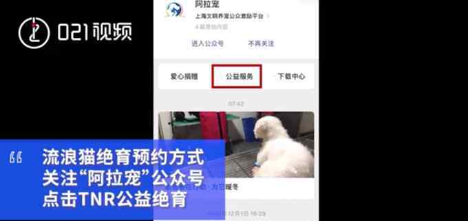 上海流浪猫绝育 预约方式来了！上海可预约流浪猫免费绝育手术，网友：希望全国推广