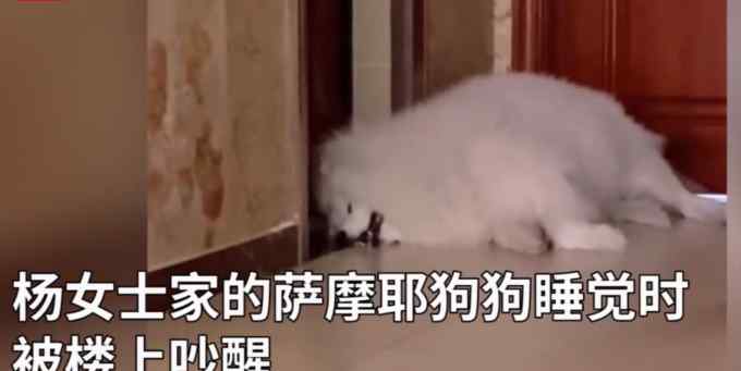 狗狗被楼上邻居吵醒翻白眼 满脸写着无奈 网友调侃：染白发的二哈？