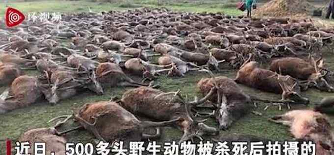 动物猎杀现场 触目惊心！西班牙一伙猎人杀死540只动物后拍照炫耀，现场画面曝光......