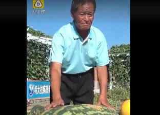 大爷种出罕见大西瓜每天万人围观 网友连呼第一回见