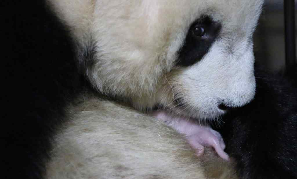 秦岭大熊猫四世同堂 2020年首只秦岭大熊猫宝宝诞生了