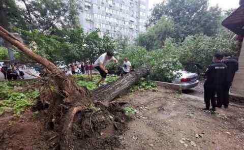 北京雨后大树倾倒 砸损七辆轿车 均有不同程度的损坏