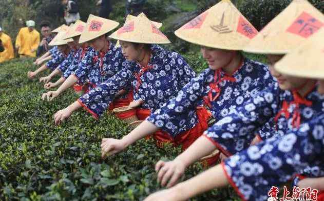 南岳云雾茶 南岳云雾茶区域公用品牌打造，看看南岳区长都提了哪些好建议文章配图