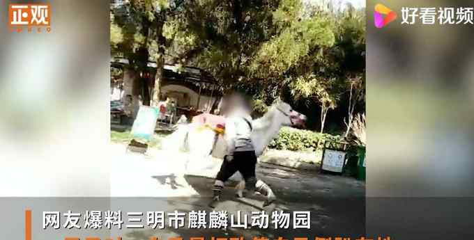 动物园回应男子挥拳暴打白马：个体经营不属于园内动物 网友怒了！