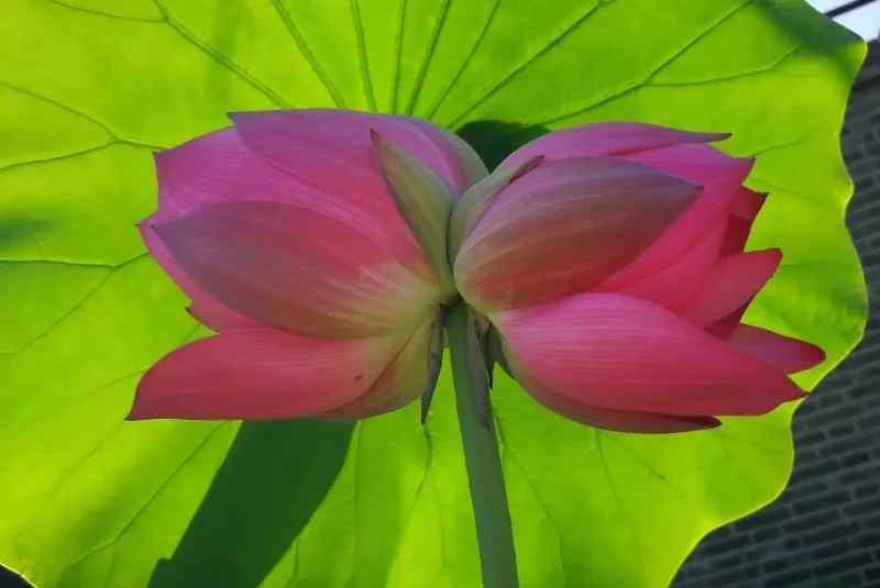 圆明园并蒂莲：一茎产两花，花各有蒂