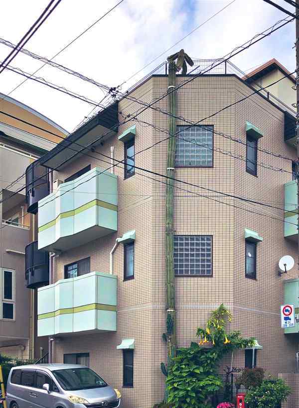 仙人掌“成精”长到3层楼高 顶部长出一物让人惊奇不已