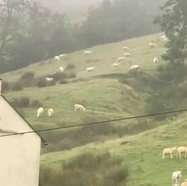 羊群站在山坡一动不动如画面静止 十分诡异