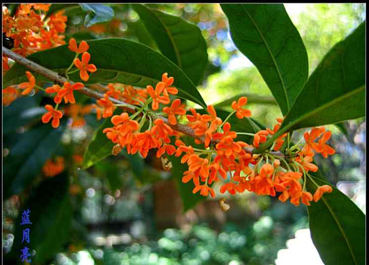 1公分 （1公分 2公分 3公分 4公分）桂花树