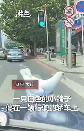 大连鸽子搭顺风车看风景