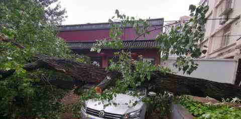 北京雨后大树倾倒 砸损七辆轿车 均有不同程度的损坏