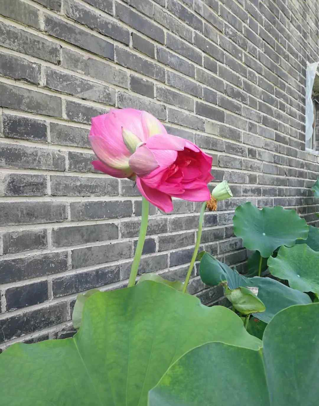 莲花山发现四蒂莲 红色火焰