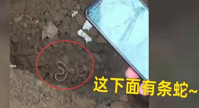 深埋30年的酒坛挖出疑被小蛇喝光 男子现场看见神奇一幕