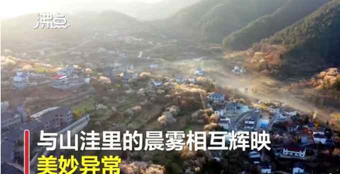 美！湖北十堰万株樱花盛开 如云霞铺满山峦