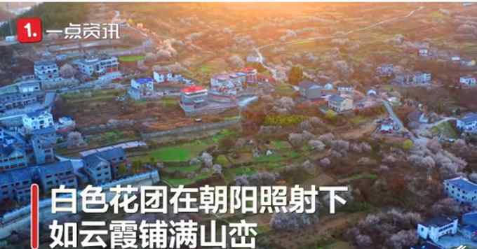 美！湖北十堰万株樱花盛开 如云霞铺满山峦