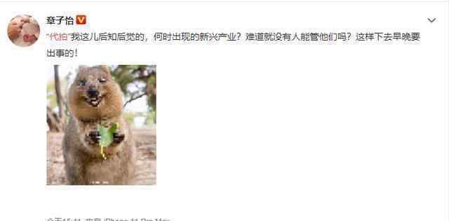 章子怡发文斥代拍：代拍是什么意思