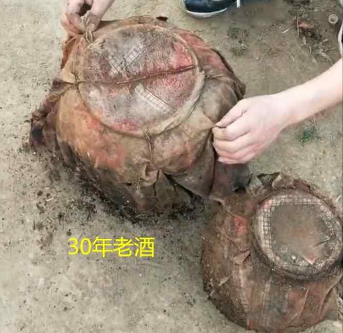 深埋30年的酒坛挖出疑被小蛇喝光 男子现场看见神奇一幕