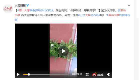 燕山大学操场长西瓜 已经被吃了