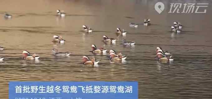 婺源鸳鸯湖迎今年首批越冬鸳鸯