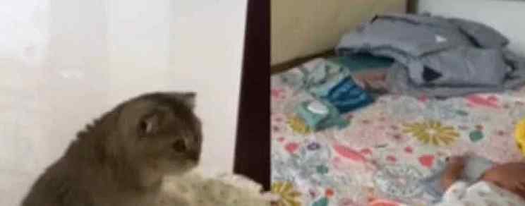 家中喜获新生婴儿 猫咪蹲屋门口小心监护一个举动萌翻众人