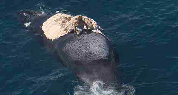 渔民发现座头鲸尸体周围有异样 在水下拍到可怕画面