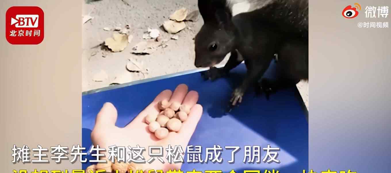 小松鼠恃宠而骄带同伙吃霸王餐
