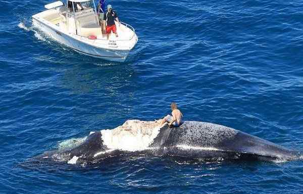 渔民发现座头鲸尸体周围有异样 在水下拍到可怕画面