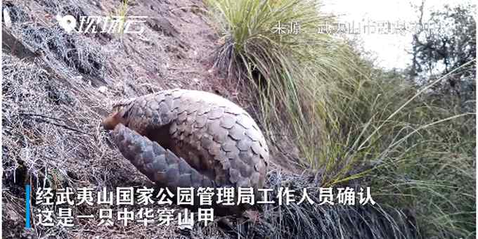 可可爱爱！中华穿山甲白天出洞被拍 网友高呼保护