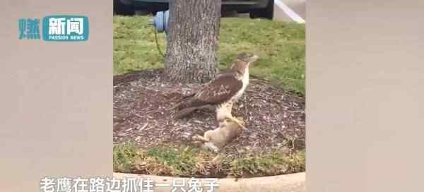 老鹰抓到肥兔子 准备起飞时万万想不到的事发生了