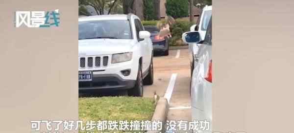 老鹰抓到肥兔子 准备起飞时万万想不到的事发生了
