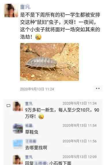 昆明9万学生全城找鼠妇做实验