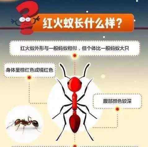 女子被蚁咬心脏骤停