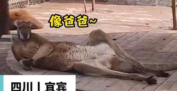 “你看它像不像爸爸” 袋鼠“葛优瘫”引围观 这姿势太“妖娆”