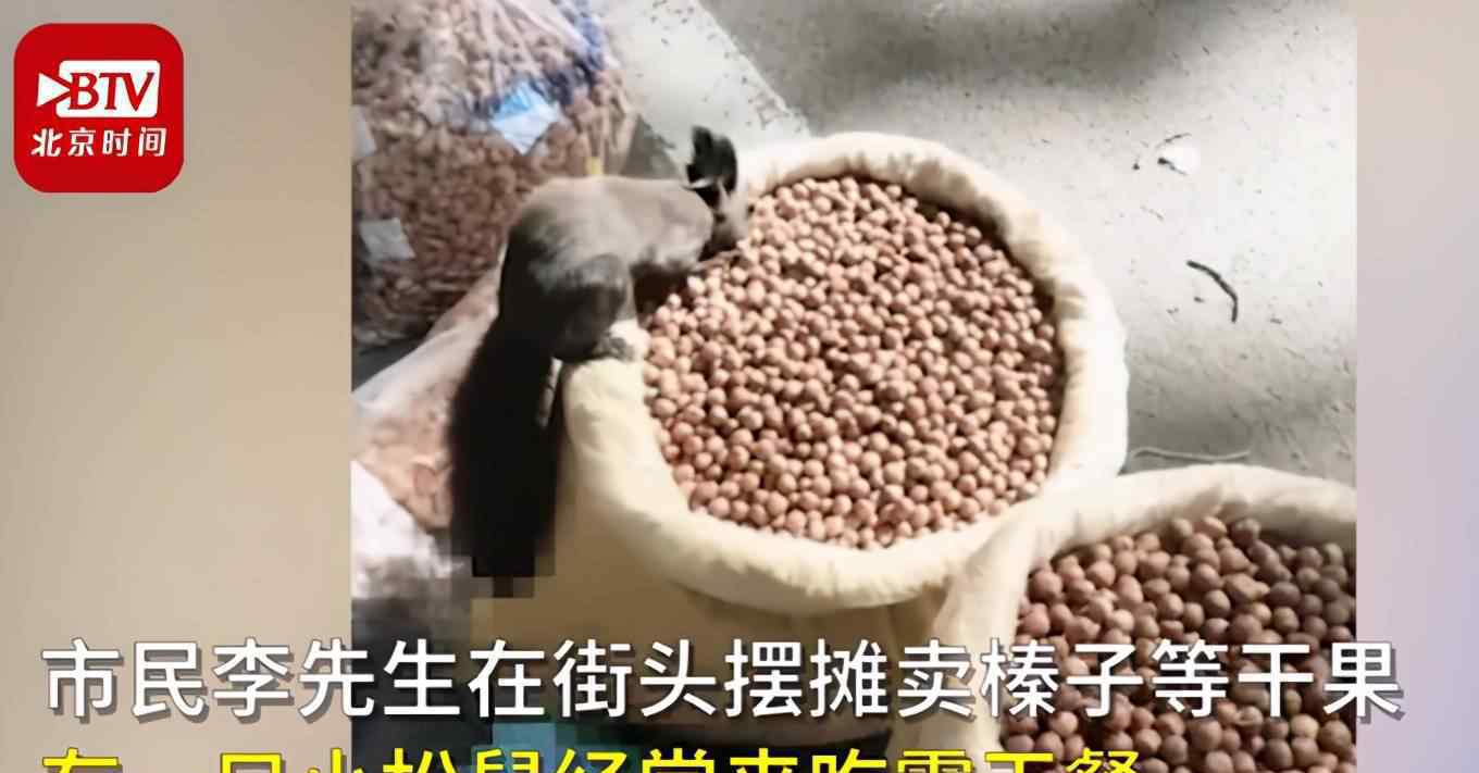 小松鼠恃宠而骄带同伙吃霸王餐