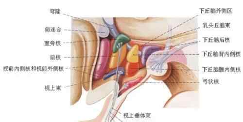 催乳素偏高会不孕吗 【爱嗣国际科普】泌乳素高也会导致不孕吗？