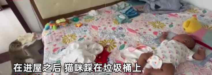 家中喜获新生婴儿 猫咪蹲屋门口小心监护一个举动萌翻众人
