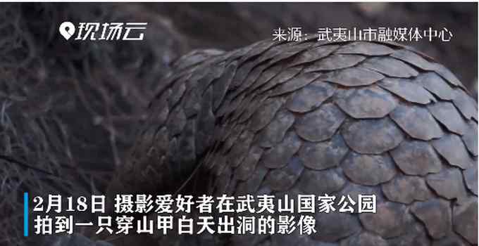 可可爱爱！中华穿山甲白天出洞被拍 网友高呼保护