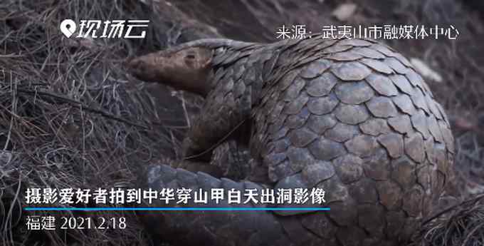 可可爱爱！中华穿山甲白天出洞被拍 网友高呼保护