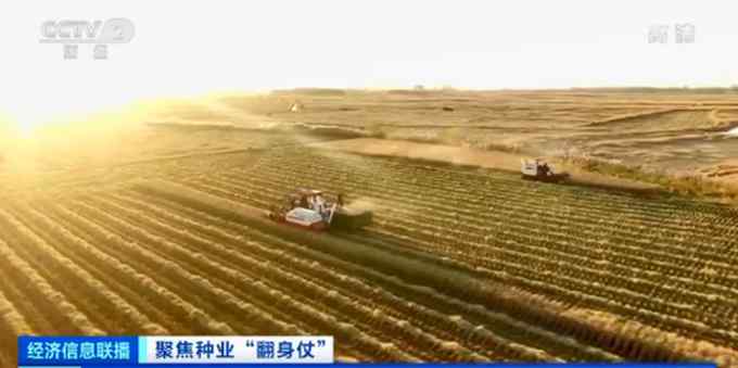 中央一号文件强调打赢种业翻身仗！蔬菜洋种子依赖症已大大改善