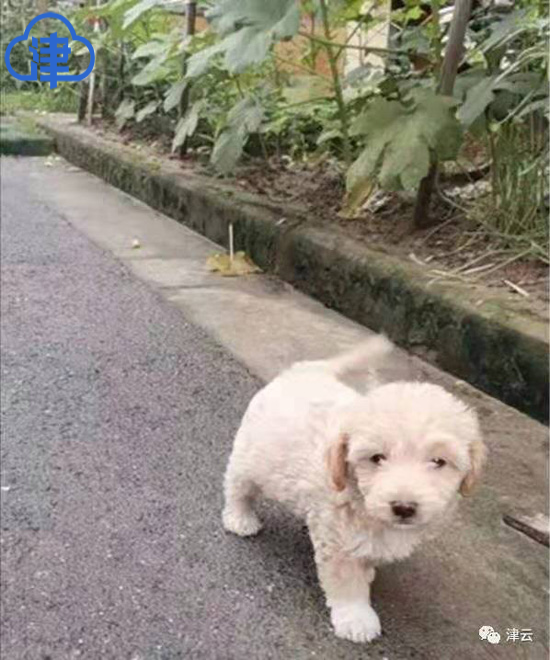 杭州“患狂犬病”女孩抢救两月后过世 疑似“病源犬”经确认无病毒