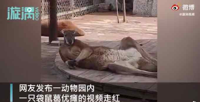 成精了！袋鼠惊现“葛优瘫”引围观 小朋友惊呼像爸爸躺床上的样子