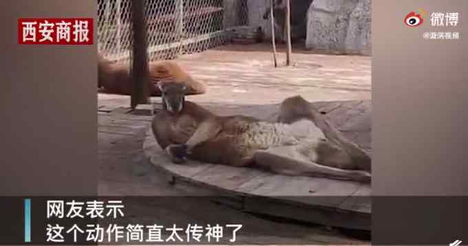 成精了！袋鼠惊现“葛优瘫”引围观 小朋友惊呼像爸爸躺床上的样子