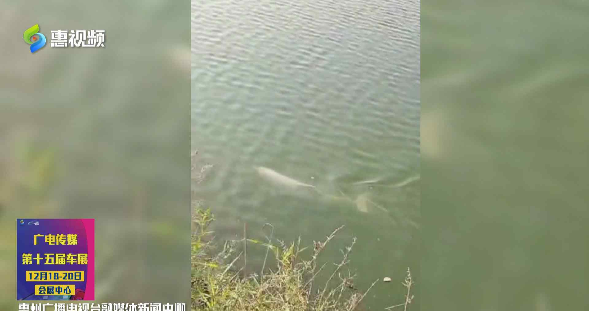 中华白海豚迷路误入东江后死亡