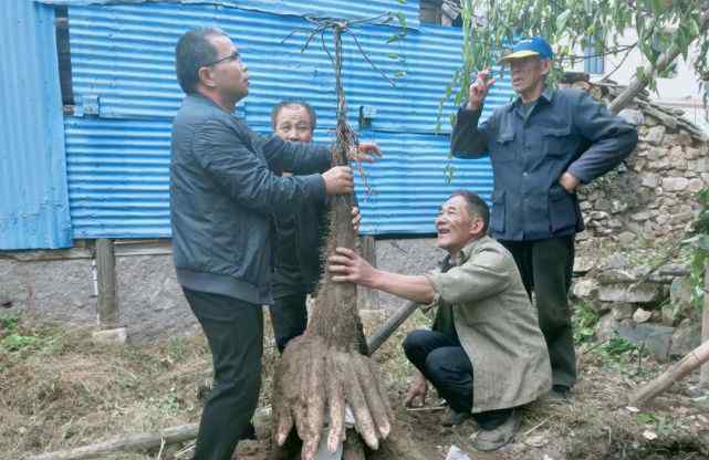 浙江老人收菜地喊四五人挖了一下午 抬出的稀罕物震惊众人