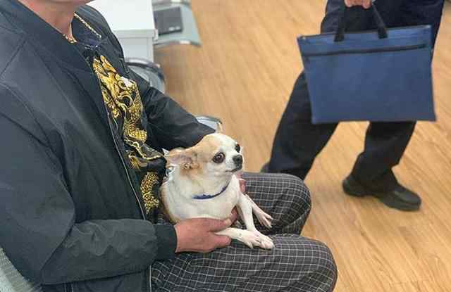 上海不牵绳遛狗将被抓拍处罚