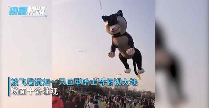 山东男子放飞巨型哈士奇风筝 数十条风筝线牵拉 网友：这是风筝放人吧