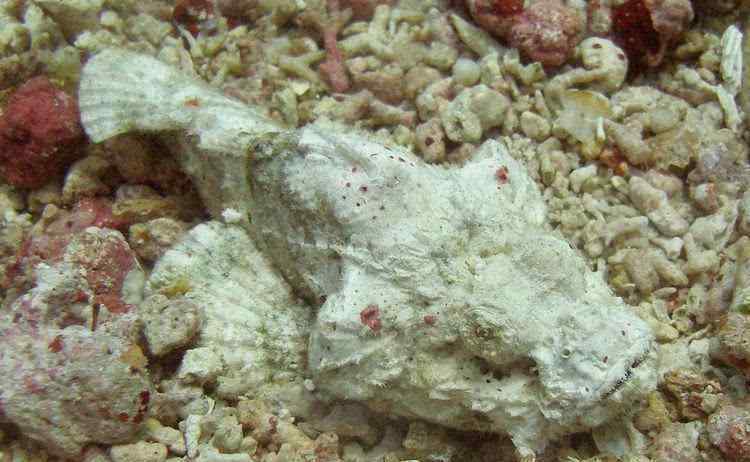 海底一万米有多恐怖 深海一万米下的动物有多恐怖？