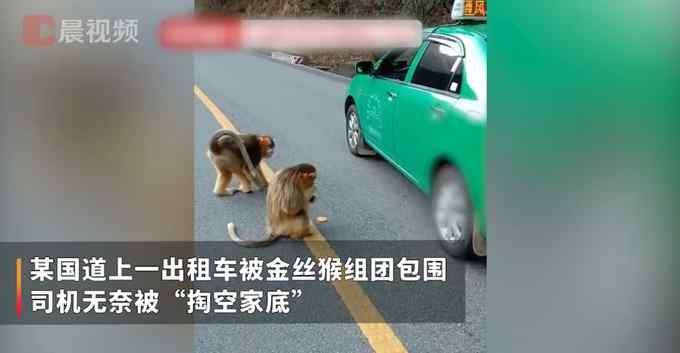 出租车路过山林被金丝猴组团包围 司机“掏空家底”求放行 结果亮了