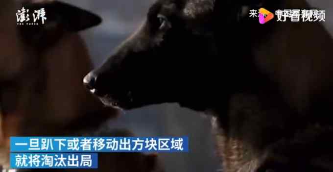 考验抗干扰能力 警犬面对火腿肠诱惑不为所动 网友：“眼神”有点帅