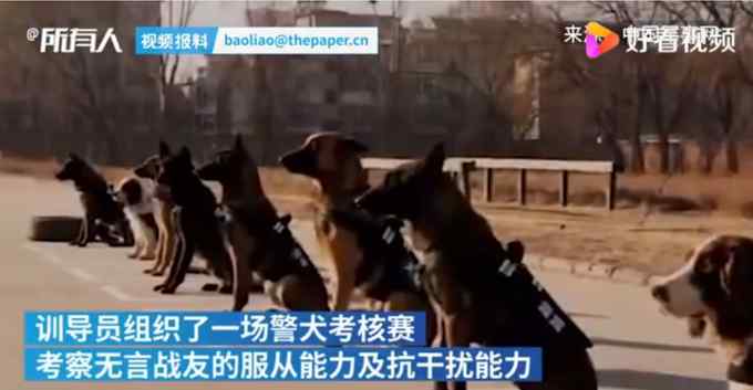 考验抗干扰能力 警犬面对火腿肠诱惑不为所动 网友：“眼神”有点帅